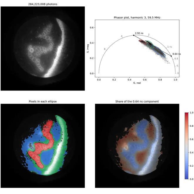 Photons, phasor plot, clusters and component share of a Convallaria section